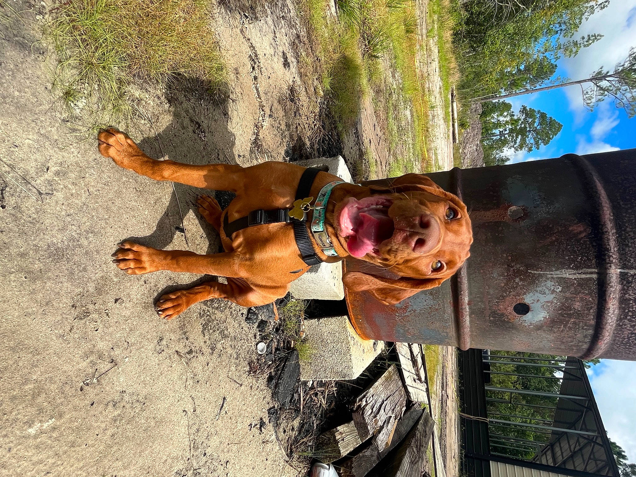 Harley joined the competition — help win amazing prizes! adventure, carnivore, dog, dog_breed, eyewear, fawn, fun, landscape, leisure, mammal, plant, recreation, sky, smile, snout, sporting_group, tree, trunk, wood, working_animal