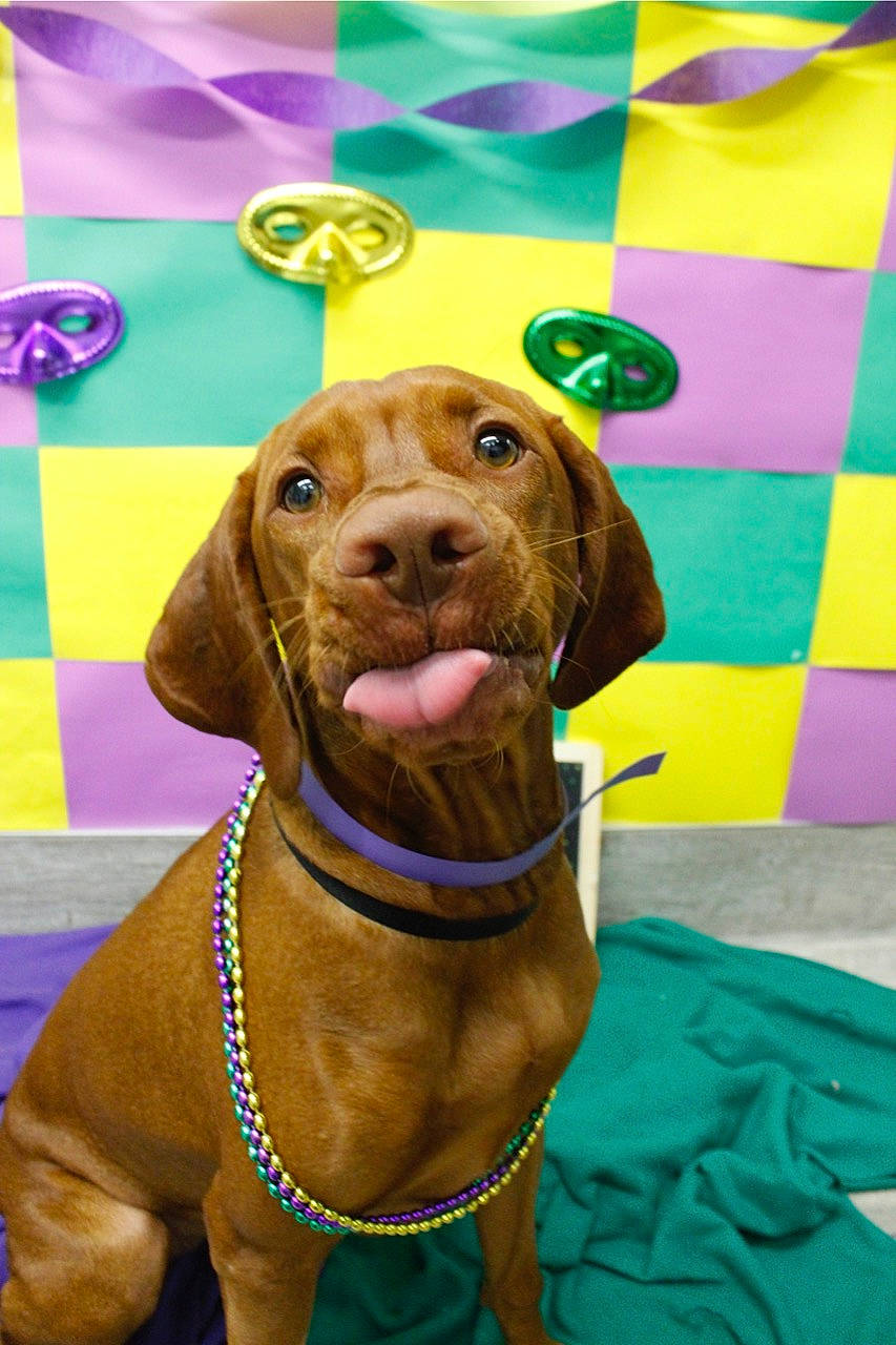 Harley joined the competition — help win amazing prizes! canidae, carnivore, collar, companion_dog, dog, dog_breed, dog_collar, dog_supply, fawn, green, gun_dog, hunting_dog, liver, personal_protective_equipment, pet_supply, snout, sporting_group, whiskers, working_animal, working_dog