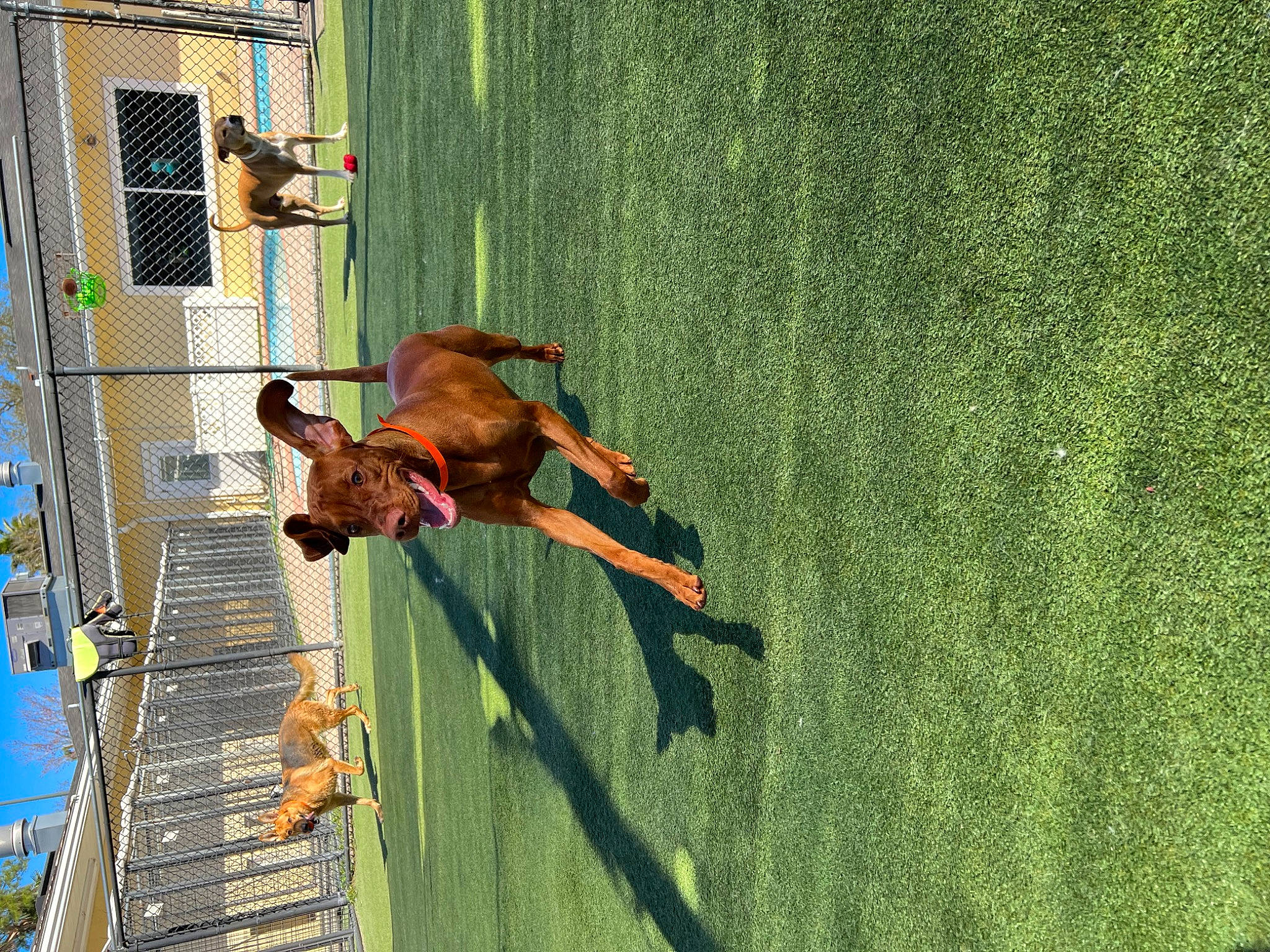 Harley joined the competition — help win amazing prizes! adventure, carnivore, chair, dog, fun, grass, guard_dog, landscape, leisure, people_in_nature, plant, recreation, shadow, sporting_group, tail, tree, vehicle_door, water, window