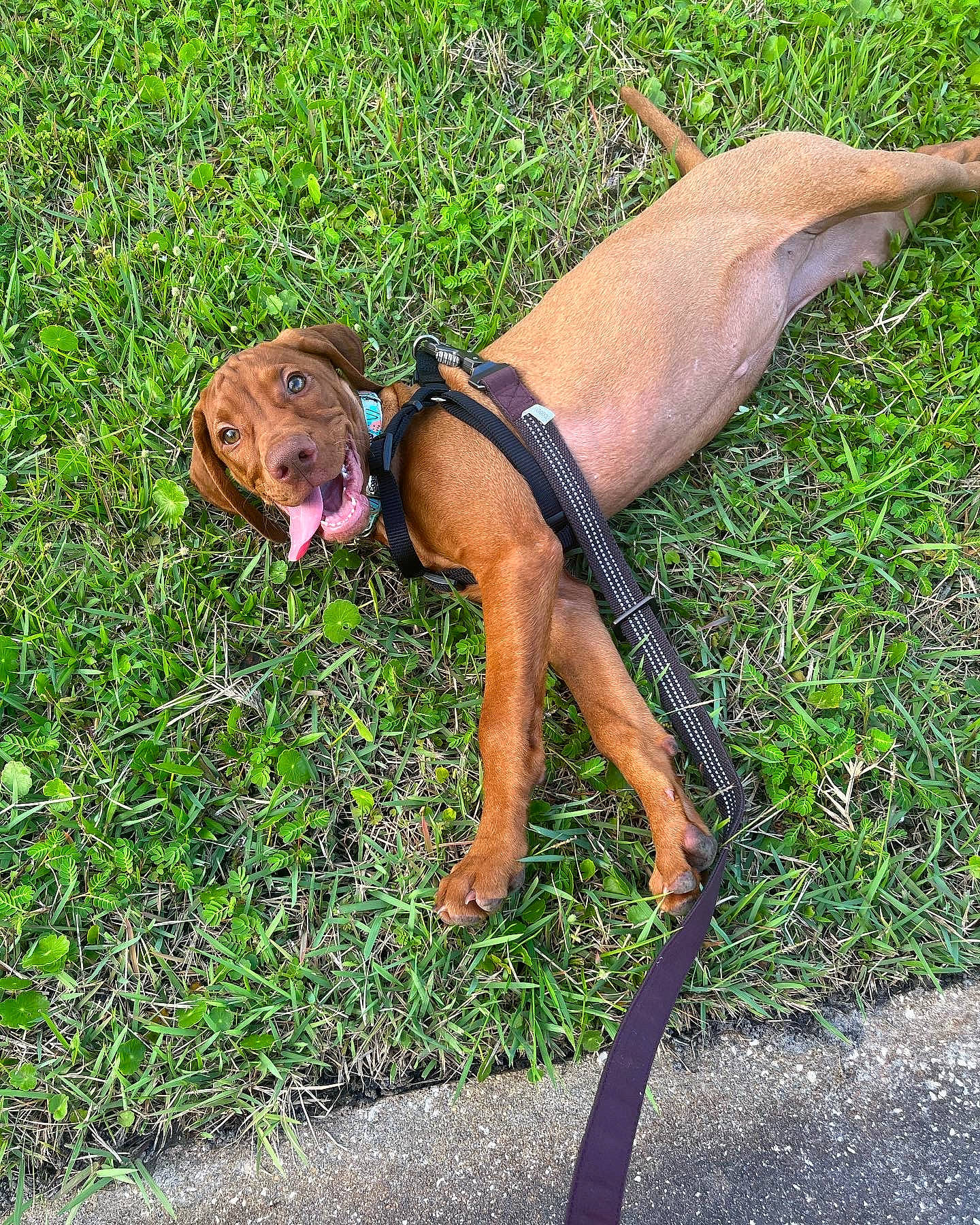 Harley joined the competition — help win amazing prizes! active_tank, canidae, carnivore, collar, companion_dog, dog, dog_breed, dog_supply, fawn, foot, grass, human_leg, liver, pet_supply, sporting_group, swimwear, tail, terrestrial_animal, thigh, working_animal