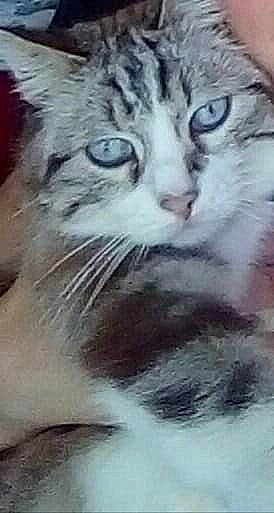 Woody a rejoint le concours — aidez-le/la à gagner de superbes lots ! aegean_cat, american_curl, carnivore, cat, close_up, domestic_long_haired_cat, domestic_short_haired_cat, european_shorthair, eye, felidae, kitten, mammal, norwegian_forest_cat, nose, photography, siberian, small_to_medium_sized_cats, snout, tabby_cat, whiskers