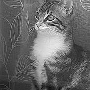 Tequila a rejoint le concours — aidez-le/la à gagner de superbes lots ! cat, tabby, window, curtain, leaf_pattern, pet, animal, feline, indoor, sitting, side_view, whiskers, ears, fur, looking_away, monochrome, black_and_white, quiet, calm, domestic