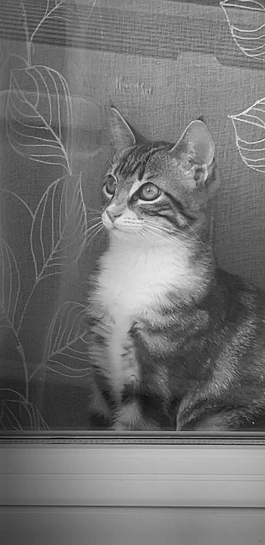 Tequila a rejoint le concours — aidez-le/la à gagner de superbes lots ! cat, tabby, window, curtain, leaf_pattern, pet, animal, feline, indoor, sitting, side_view, whiskers, ears, fur, looking_away, monochrome, black_and_white, quiet, calm, domestic