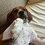 dog, beagle, paw, lying_down, couch, indoor, pet, relaxed, brown, white, spotted, closeup, fur, snout, ear, canine, animal, companion, cute, resting