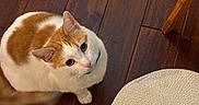 Felix joined the competition — help win amazing prizes! cat, orange_and_white, pet, animal, feline, face, eyes, ears, whiskers, nose, sitting, indoor, wooden_floor, floor, dining_area, food_bowl, metal_bowl, green_stool, furniture, photography