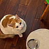cat, orange_and_white, pet, animal, feline, face, eyes, ears, whiskers, nose, sitting, indoor, wooden_floor, floor, dining_area, food_bowl, metal_bowl, green_stool, furniture, photography