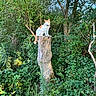 Felix is registered to the contest to win money with this photo: cat, orange_cat, white_cat, animal, pet, sitting, tree_stump, forest, woodland, foliage, greenery, leaves, trees, outdoors, nature, wildlife, portrait, collar, sunlight, vertical_photo