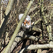 Felix is registered to the contest to win money with this photo: cat, feline, orange_and_white, animal, outdoor, forest, woodland, branches, fallen_tree, tree_trunk, leaves, nature, wildlife, exploring, crouching, looking_at_camera, sunlight, camouflage, woodland_floor, portrait
