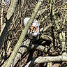 cat, feline, orange_and_white, animal, outdoor, forest, woodland, branches, fallen_tree, tree_trunk, leaves, nature, wildlife, exploring, crouching, looking_at_camera, sunlight, camouflage, woodland_floor, portrait