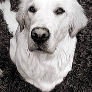 Lady a rejoint le concours — aidez-le/la à gagner de superbes lots ! dog, white_dog, grass, outdoor, pet, animal, fur, portrait, black_and_white, canine, looking_up, nature, close_up, sitting, cute, mammal, friendly, domestic_animal, nose, ears