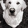dog, white_dog, grass, outdoor, pet, animal, fur, portrait, black_and_white, canine, looking_up, nature, close_up, sitting, cute, mammal, friendly, domestic_animal, nose, ears