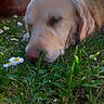 animal, canine, close_up, daisies, dog, flora, flowers, garden, golden_retriever, grass, greenery, nature, outdoor, peaceful, pet, puppy, relaxation, sleeping, summer, sunlight