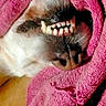 Lady a rejoint le concours — aidez-le/la à gagner de superbes lots ! dog, teeth, close_up, pink_towel, smile, snout, fur, nose, sleeping, resting, indoors, cozy, pet, animal, mouth, canine, cute, wrapped, blanket, relaxed
