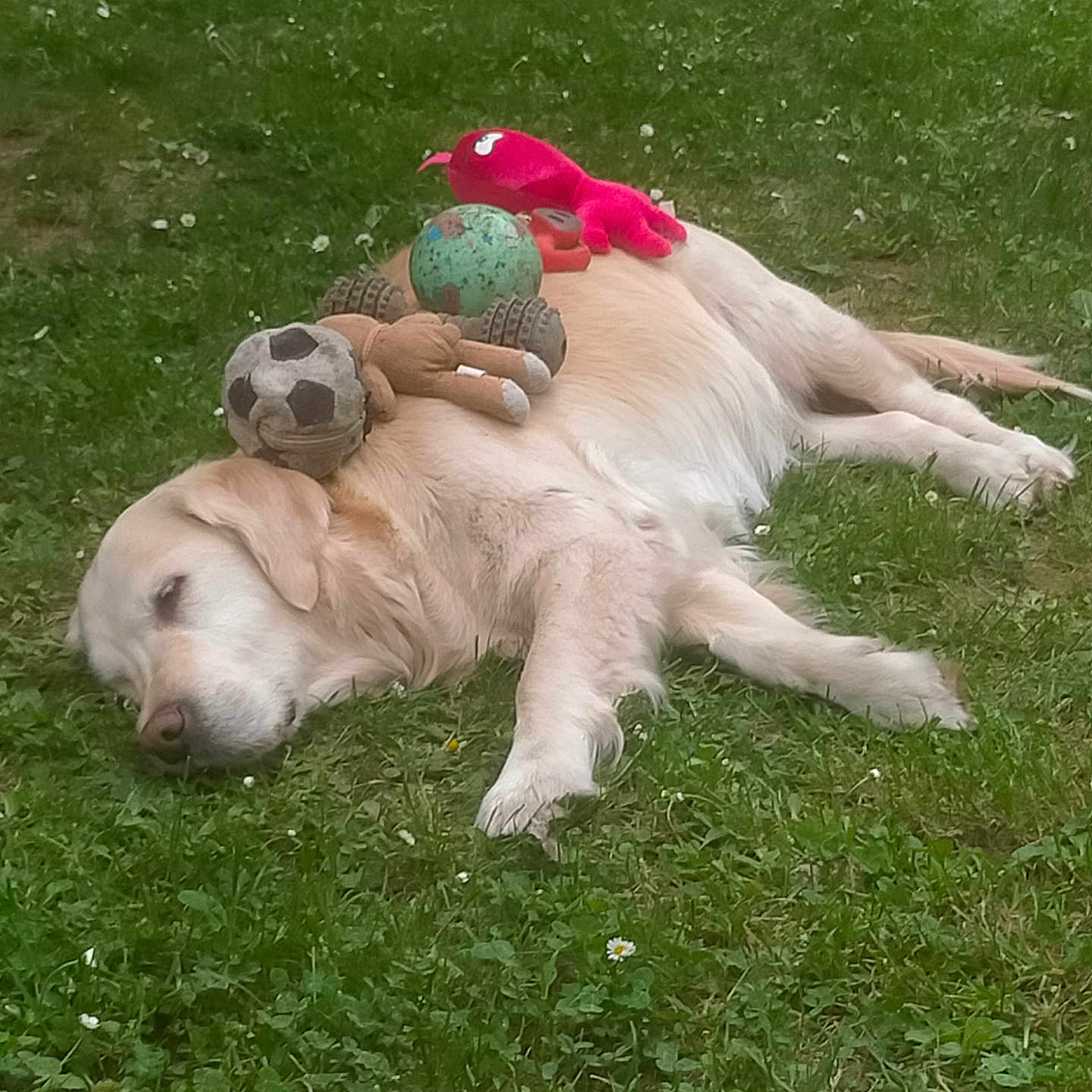 Lady participe au concours pour gagner de l'argent avec cette photo : dog, golden_retriever, sleeping, grass, outdoor, toy, plush_toy, soccer_ball, green_ball, stuffed_animal, relaxation, pet, nature, animal, laying_down, summer, peaceful, cute, rest, play