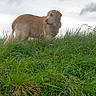 Lady a rejoint le concours — aidez-le/la à gagner de superbes lots ! dog, golden_retriever, grass, outdoor, nature, animal, pet, canine, field, sky, cloudy, fur, mammal, alert, standing, side_view, greenery, landscape, daytime, wildlife