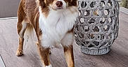 Anya participe au concours pour gagner de l'argent avec cette photo : dog, small_dog, brown_and_white, fluffy, standing, wooden_deck, lantern, woven_lantern, outdoor, hedge, wooden_fence, pet, animal, canine, ears_up, alert, daylight, decor, garden, closeup