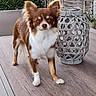 dog, small_dog, brown_and_white, fluffy, standing, wooden_deck, lantern, woven_lantern, outdoor, hedge, wooden_fence, pet, animal, canine, ears_up, alert, daylight, decor, garden, closeup