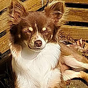 Anya participe au concours pour gagner de l'argent avec cette photo : dog, brown, white, fur, ears, closed_eyes, sunlight, outdoor, wooden_fence, leaves, relaxed, resting, pet, canine, nature, animal, portrait, daylight, grass, snout