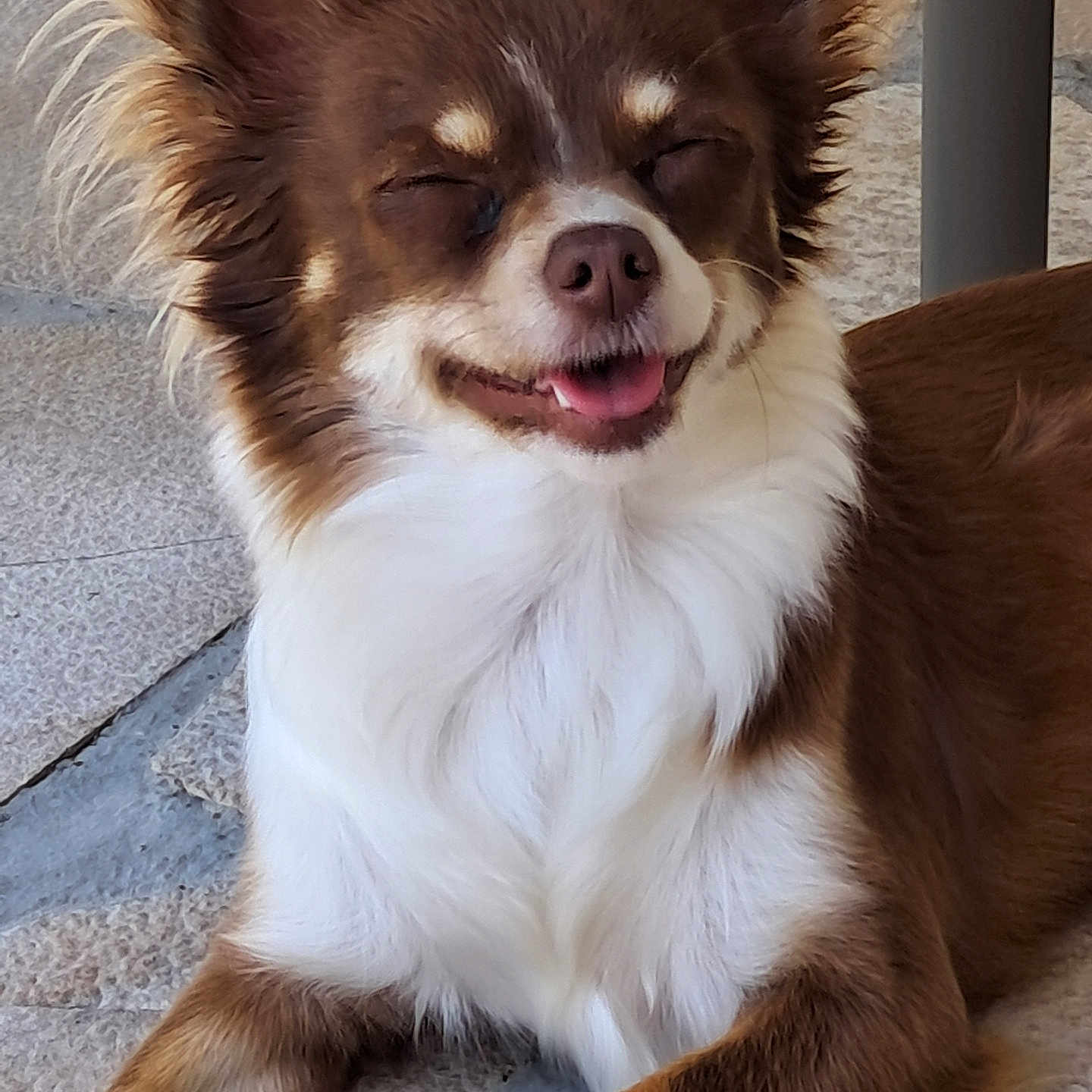 Anya participe au concours pour gagner de l'argent avec cette photo : dog, brown, white, fluffy_fur, pet, canine, happy, smiling, tongue_out, outdoor, stone_floor, sitting, closeup, cute, animal, fur, ears, small_dog, tongue, relaxed