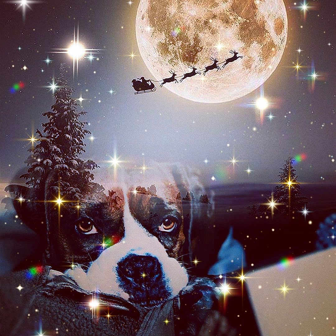Felicia joined the competition — help win amazing prizes! animal, astronomy, boxer, bulldog, canine, cat, christmas, christmasdecorations, dog, lighting, moon, nature, night, outdoors, pet, plant, puppy, snow, starrysky, tree