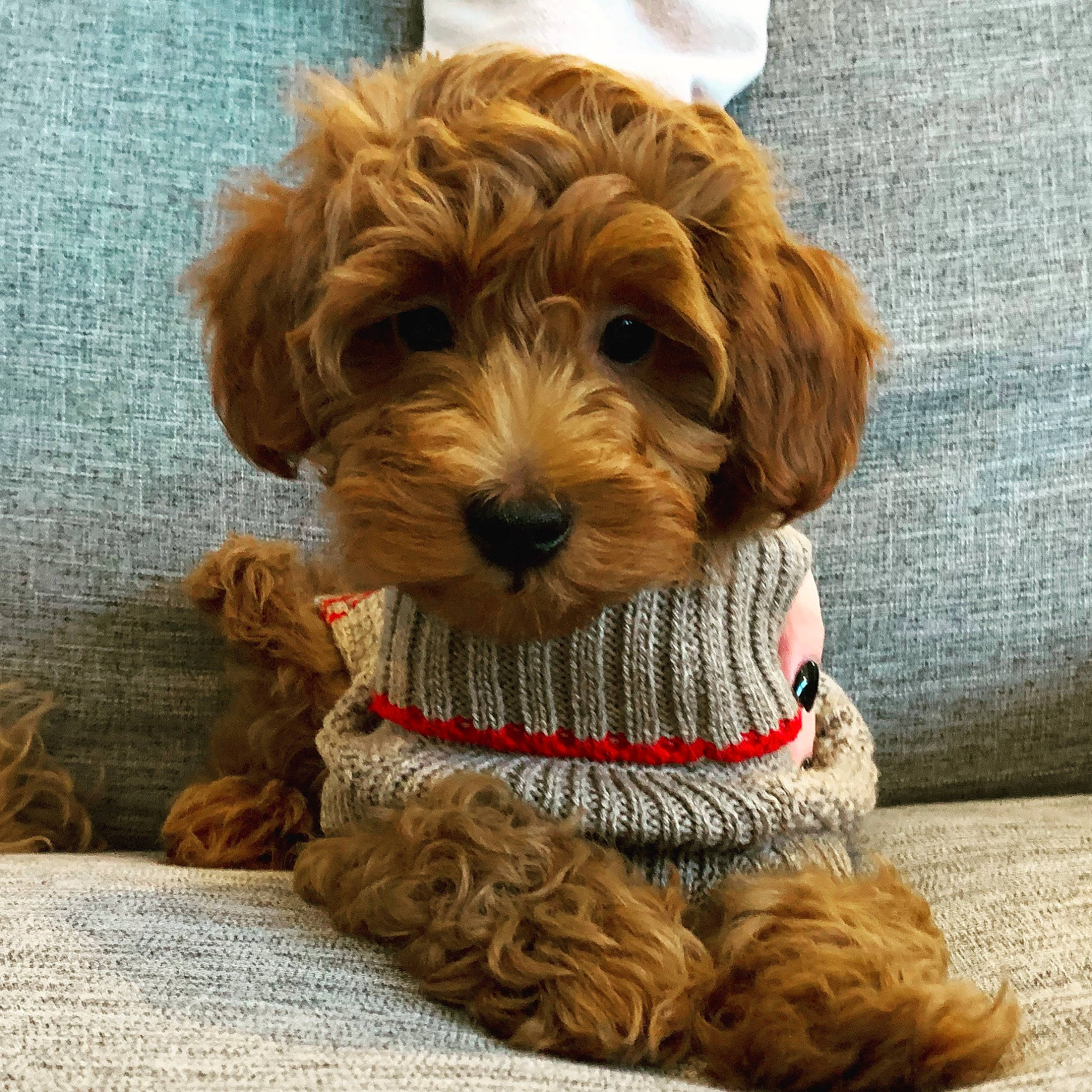 Coop is registered to the contest to win money with this photo: canidae, carnivore, collar, companion_dog, dog, dog_breed, dog_collar, dog_supply, fawn, firefighter, fur, liver, pet_supply, snout, sporting_group, toy_dog, water_dog, wood, working_animal, yorkipoo