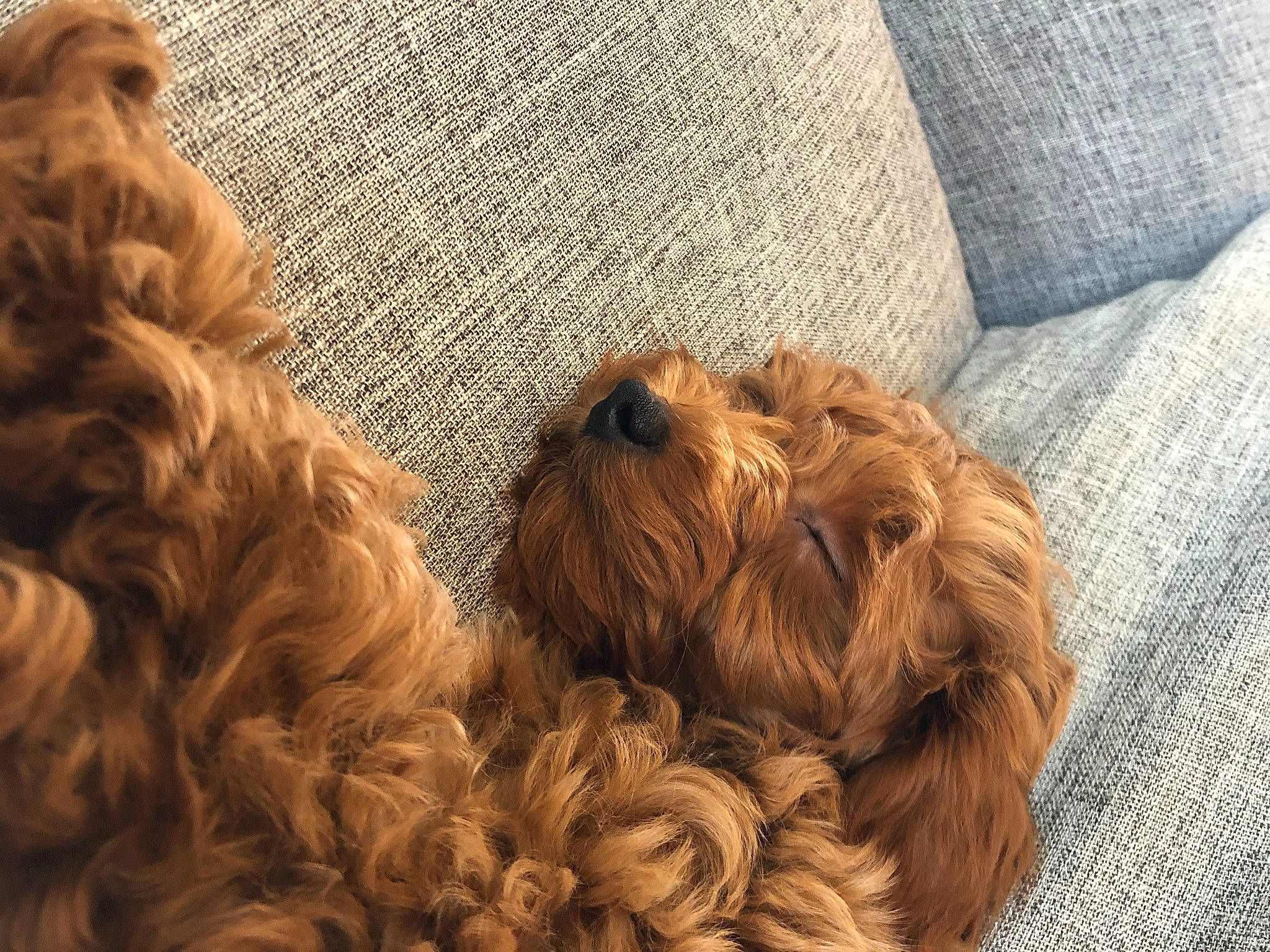 Coop is registered to the contest to win money with this photo: brown, canidae, carnivore, companion_dog, dog, dog_breed, dog_collar, fawn, fiber, fur, liver, natural_material, pet_supply, snout, sporting_group, terrier, toy_dog, water_dog, wood, working_animal