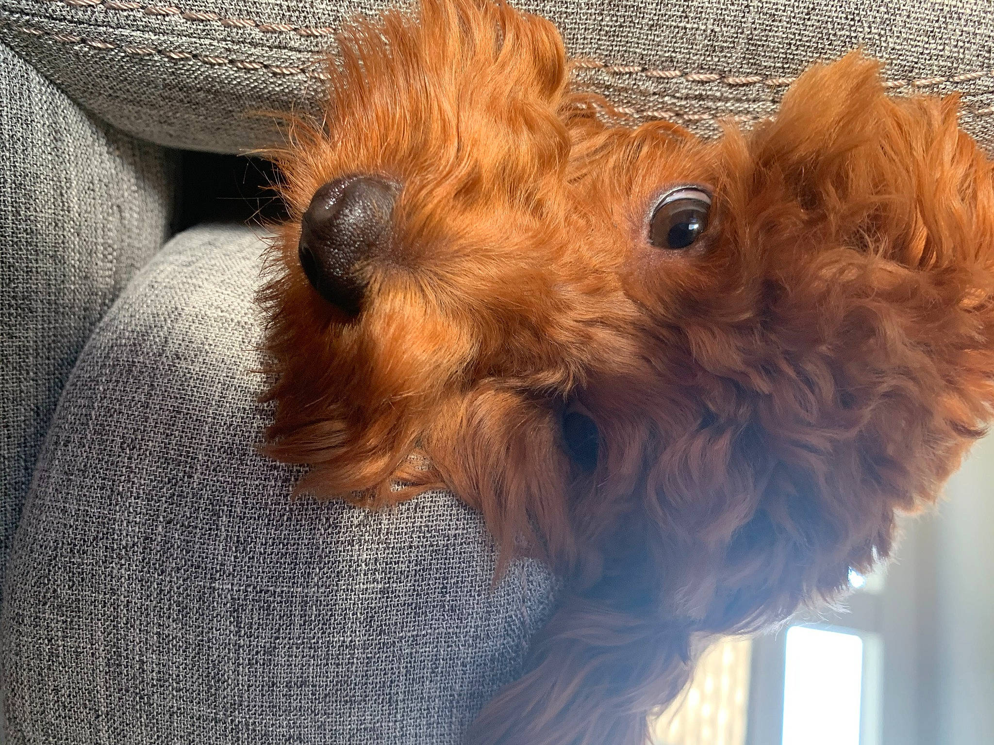 Coop joined the competition — help win amazing prizes! carnivore, collar, companion_dog, dog, dog_breed, dog_supply, ear, fawn, fur, liver, pet_supply, small_terrier, snout, sporting_group, terrestrial_animal, terrier, toy, toy_dog, whiskers, working_animal