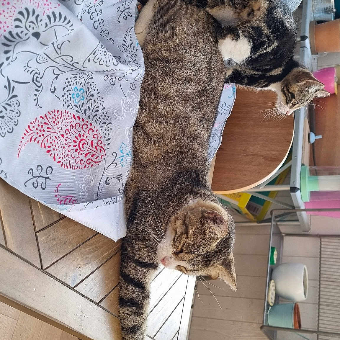 Koki Et Kiko