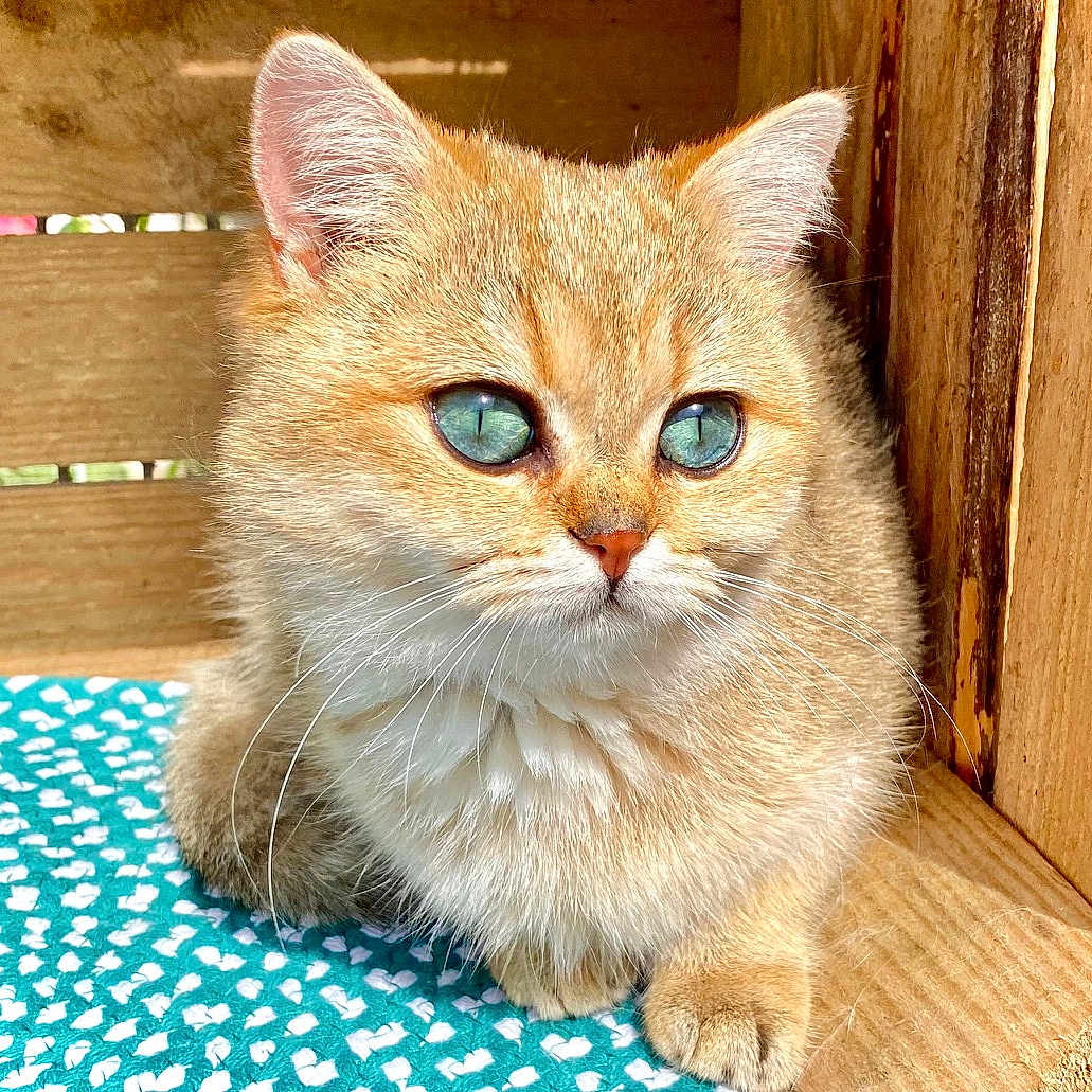 Mia joined the competition — help win amazing prizes! abyssinian, angora, animal, box, cat, countryside, drawer, furniture, hardwood, indoors, interiordesign, kitten, manx, nature, outdoors, pet, plywood, siamese, stainedwood, wood