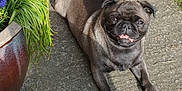 Poppy is registered to the contest to win money with this photo: animal, bulldog, canine, cookware, dog, flower, frenchbulldog, geranium, herbal, jar, pet, plant, planter, pot, pottedplant, pottery, pug, puppy, soil, vase