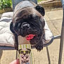 Poppy is registered to the contest to win money with this photo: animal, baby, bodypart, bulldog, canine, cream, dessert, dog, face, finger, food, frenchbulldog, furniture, hand, head, icecream, person, pet, pug, puppy