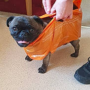 Poppy joined the competition — help win amazing prizes! animal, bag, bulldog, canine, clothing, dog, face, footwear, head, pants, person, pet, photography, plastic, plasticbag, portrait, pug, puppy, shoe, shoppingbag