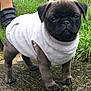 Poppy joined the competition — help win amazing prizes! animal, bulldog, canine, dog, frenchbulldog, person, pet, pug, puppy, soil