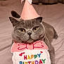 Lola joined the competition — help win amazing prizes! animal, birthdaycake, cake, cat, clothing, cream, cushion, dessert, face, food, hat, head, homedecor, icing, kitten, partyhat, person, pet, photography, portrait