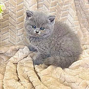 Lola joined the competition — help win amazing prizes! abyssinian, angora, animal, blanket, cat, clothing, egyptiancat, fur, gray, homedecor, kitten, linen, manx, page, person, pet, quilt, rug, snout, text