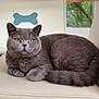 Lola joined the competition — help win amazing prizes! abyssinian, angora, animal, blackcat, cat, chair, couch, cushion, egyptiancat, furniture, gray, homedecor, indoors, kitten, manx, person, pet, sleeping