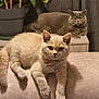 Ellie joined the competition — help win amazing prizes! abyssinian, angora, animal, cat, chair, couch, cushion, furniture, homedecor, indoors, jar, kitten, manx, pet, plant, planter, pottedplant, pottery, siamese, vase