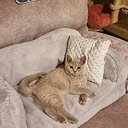 Ellie is registered to the contest to win money with this photo: abyssinian, animal, architecture, blanket, building, cat, couch, cushion, furniture, homedecor, indoors, kitten, linen, manx, person, pet, pillow, quilt, siamese, sleeping