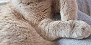 Ellie joined the competition — help win amazing prizes! abyssinian, animal, architecture, building, cat, couch, furniture, hardwood, homedecor, indoors, interiordesign, kitten, linen, livingroom, manx, person, pet, siamese, sleeping, wood
