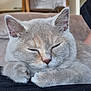 Ellie is registered to the contest to win money with this photo: abyssinian, animal, architecture, building, cat, chair, couch, furniture, homedecor, indoors, kitten, linen, livingroom, manx, person, pet, room, siamese, sleeping, wood
