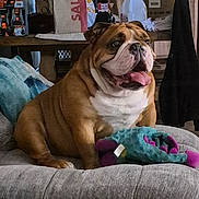 Rubble is registered to the contest to win money with this photo: bulldog, dog, pet, indoor, couch, plush_toy, happy, tongue_out, brown, white, furniture, home, relaxed, animal, mammal, cute, companion, portrait, sitting, domestic