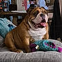 bulldog, dog, pet, indoor, couch, plush_toy, happy, tongue_out, brown, white, furniture, home, relaxed, animal, mammal, cute, companion, portrait, sitting, domestic