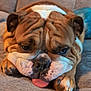 Rubble joined the competition — help win amazing prizes! bulldog, dog, pet, tongue, wrinkles, close_up, face, brown, white, fur, paw, couch, indoor, relaxed, cute, animal, expression, portrait, laying, resting