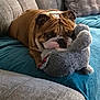 Rubble is registered to the contest to win money with this photo: bulldog, dog, stuffed_toy, couch, blanket, indoor, pet, relaxed, brown, white, fur, snout, ears, wrinkles, toy, home, comfort, animal, sleepy, cozy