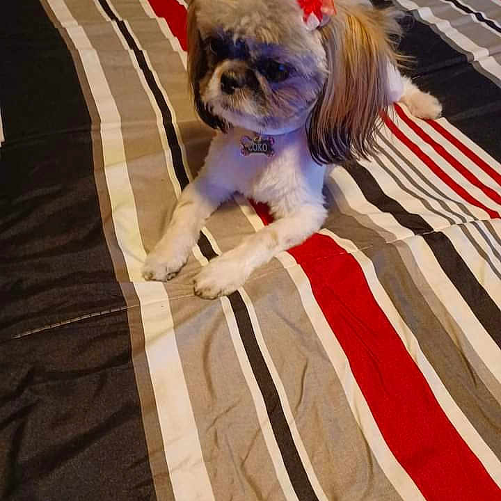Coko Blalock joined the competition — help win amazing prizes! affenpinscher, americanflag, animal, bed, bedroom, blanket, bulldog, canine, cockerspaniel, cushion, dog, flag, furniture, homedecor, indoors, pet, puppy, quilt, room, tablecloth