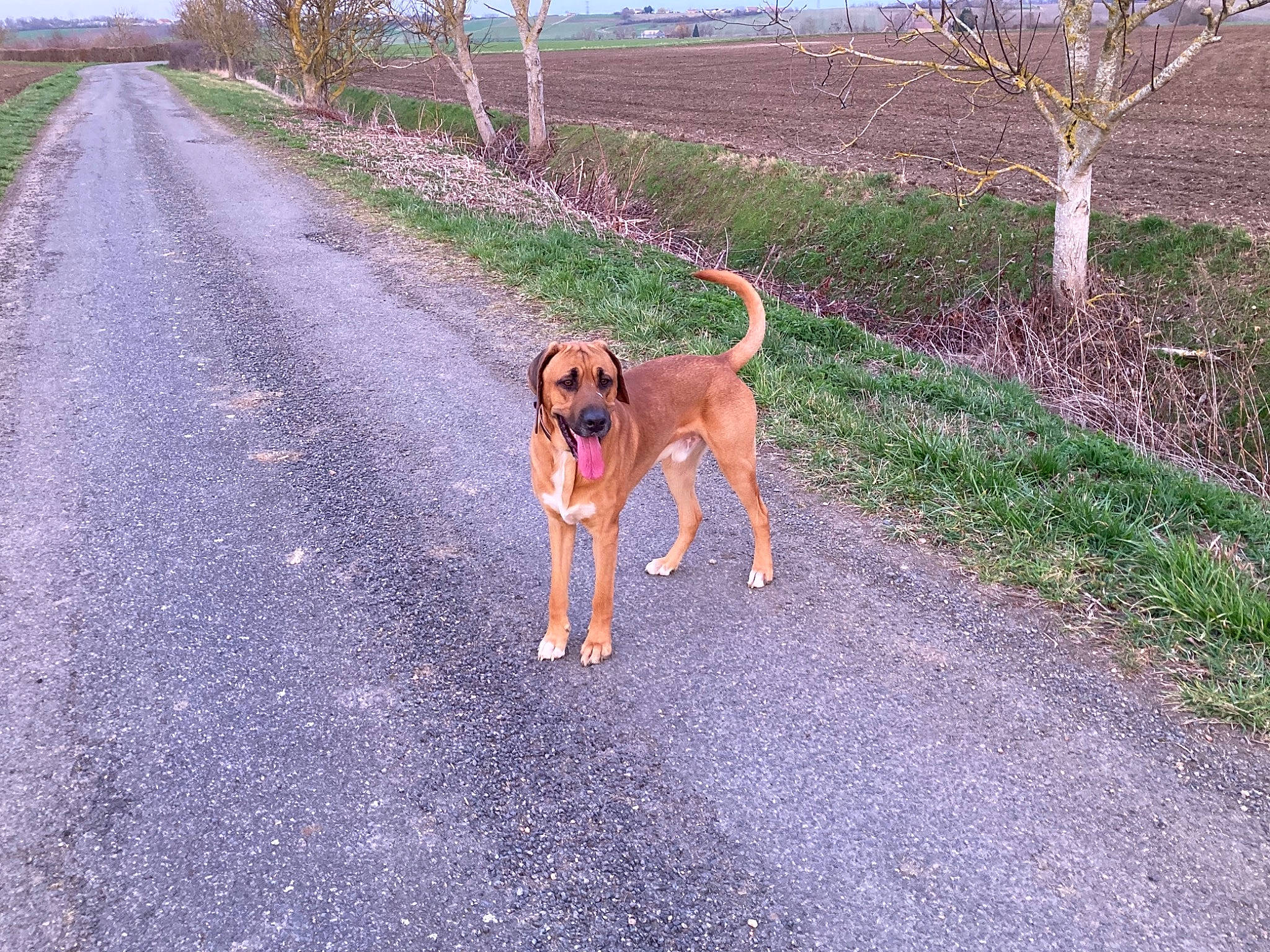 Titan participe au concours pour gagner de l'argent avec cette photo : asphalt, canidae, carnivore, collar, companion_dog, dog, dog_breed, fawn, fence, grass, home_fencing, landscape, leash, pet_supply, plant, road, road_surface, sporting_group, tail, tree