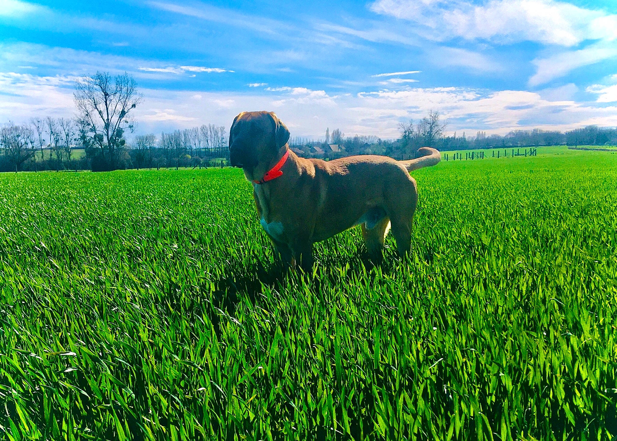 Titan participe au concours pour gagner de l'argent avec cette photo : agriculture, carnivore, cloud, companion_dog, dog, dog_breed, electric_blue, field, grass, grass_family, grassland, happy, meadow, natural_landscape, people_in_nature, plant, prairie, sky, sporting_group, tree