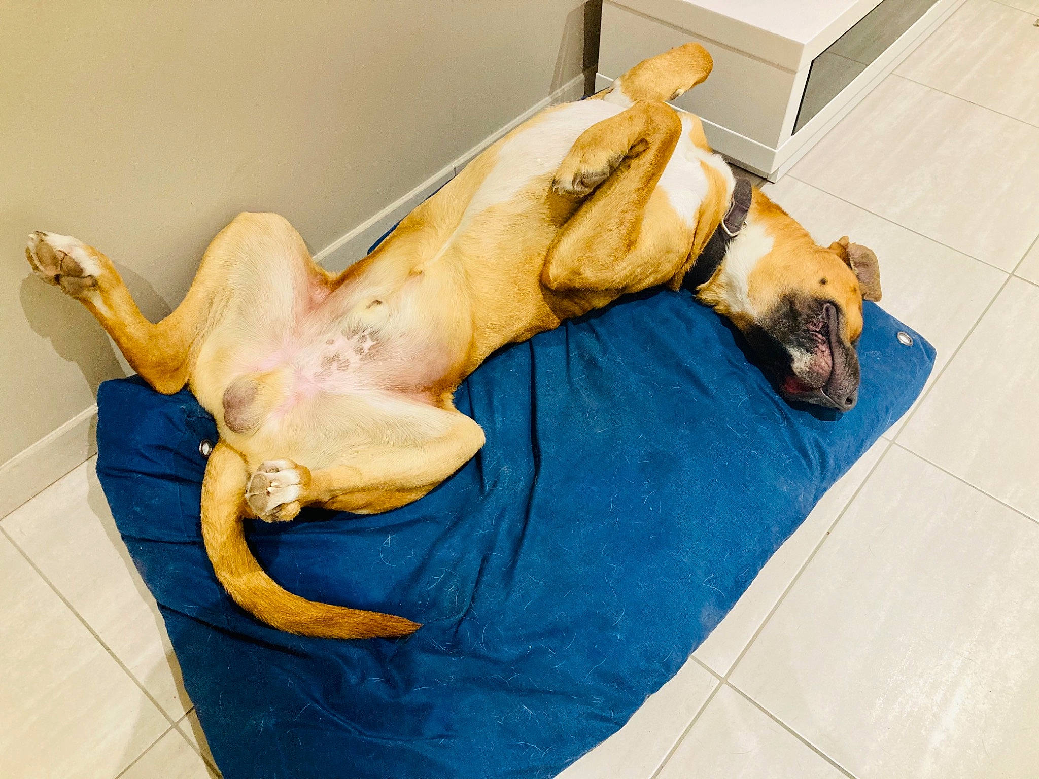 Titan a rejoint le concours — aidez-le/la à gagner de superbes lots ! art, canidae, carnivore, comfort, companion_dog, dog, dog_breed, elbow, fawn, flooring, human_leg, jaw, knee, sculpture, snout, sporting_group, thigh, trunk, wood, working_animal