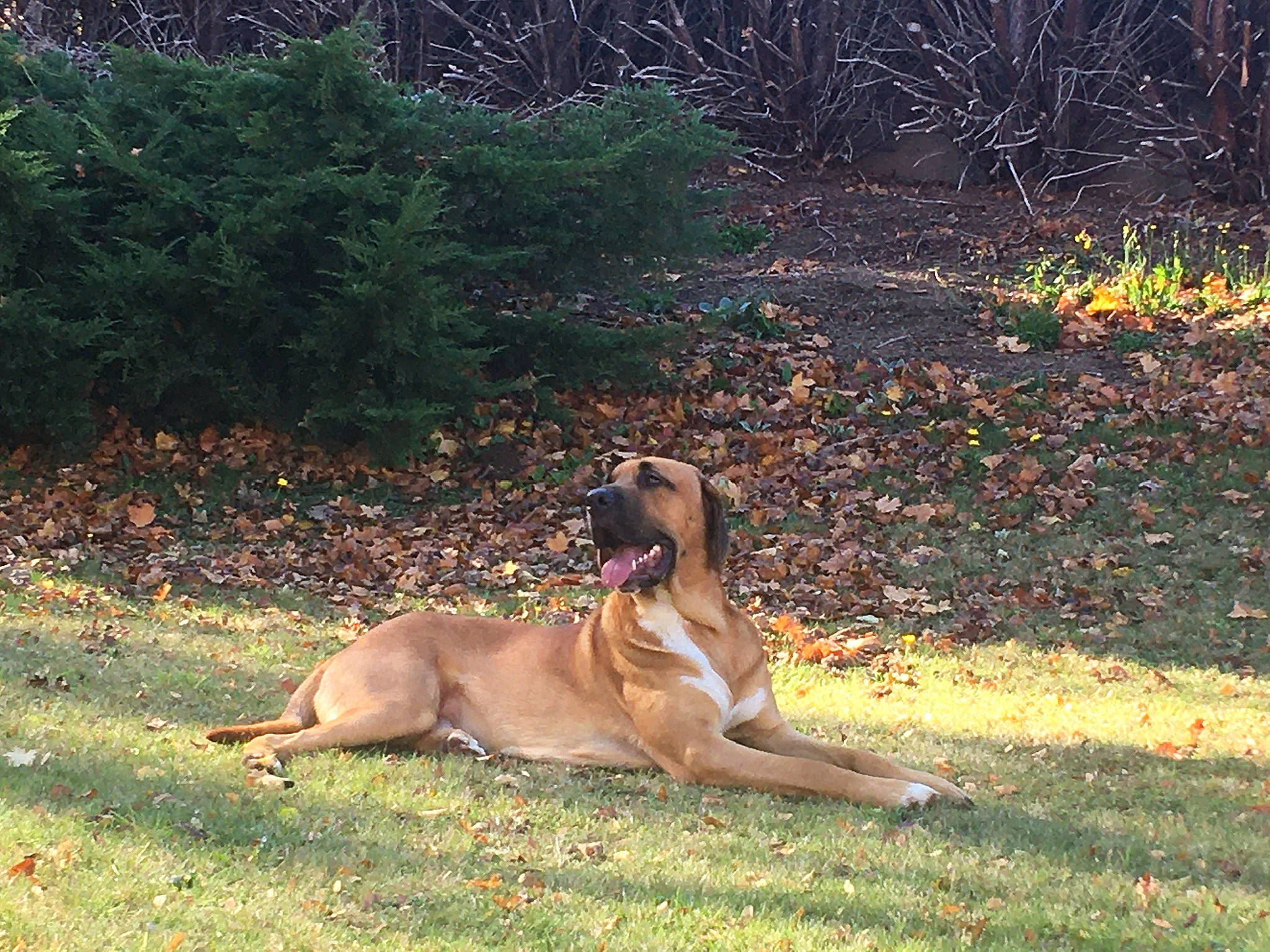 Titan a rejoint le concours — aidez-le/la à gagner de superbes lots ! art, canidae, carnivore, companion_dog, dog, dog_breed, fawn, grass, grassland, hunting_dog, landscape, mudhol_hound, painting, pasture, plant, pointing_breed, sporting_group, tail, tree, working_dog