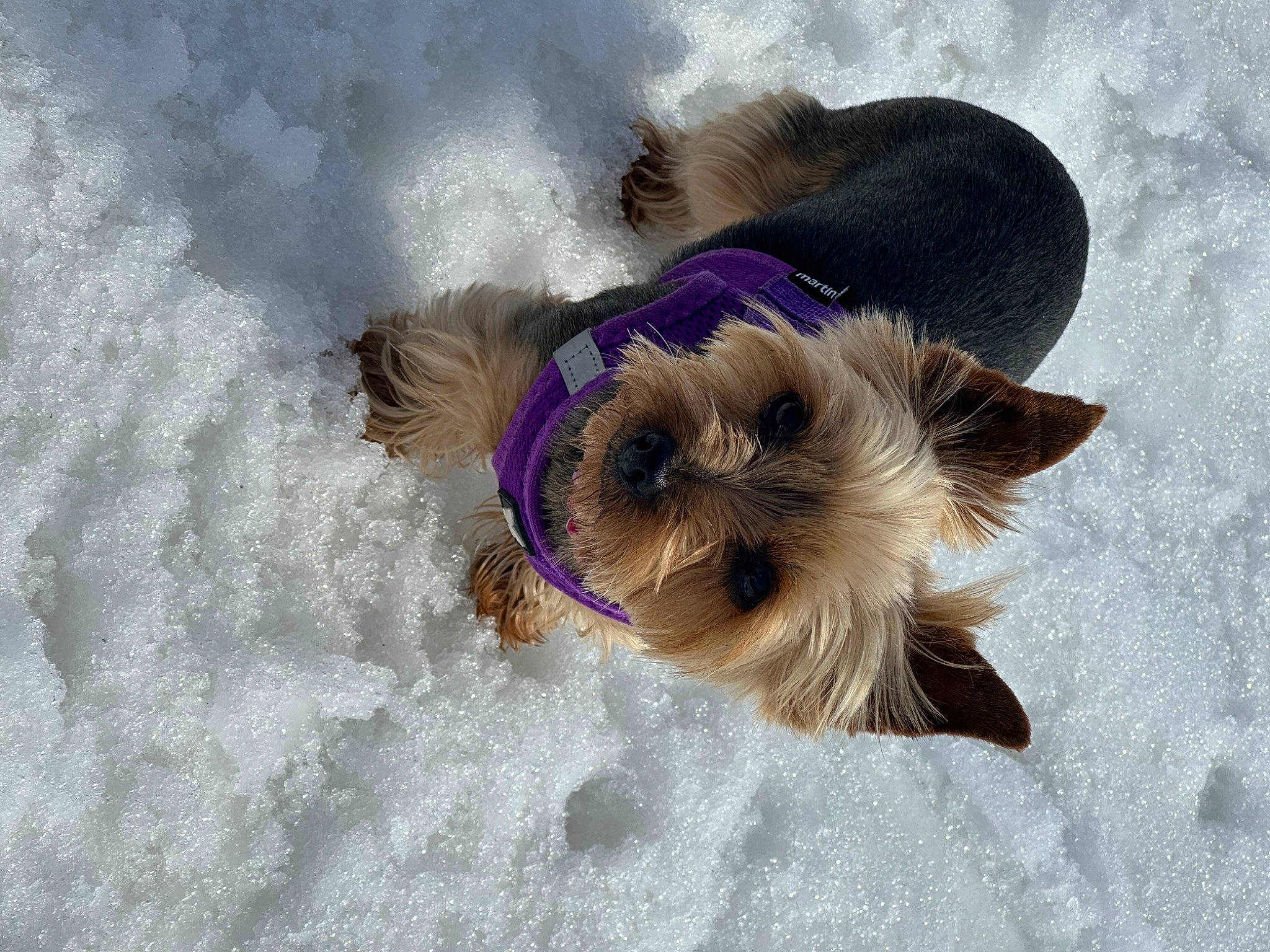 Cheyenne participe au concours pour gagner de l'argent avec cette photo : canidae, carnivore, companion_dog, dog, dog_breed, dog_clothes, dog_supply, fawn, felidae, fur, liver, pet_supply, small_to_medium_sized_cats, snout, snow, sporting_group, toy_dog, whiskers, winter, working_animal